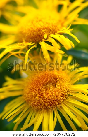 bright yellow daisies.shallow depth of field.