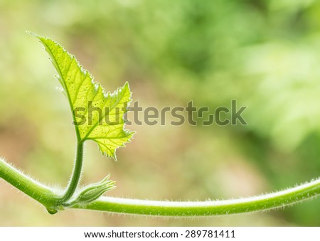 Pumpkin leaves with blur background.