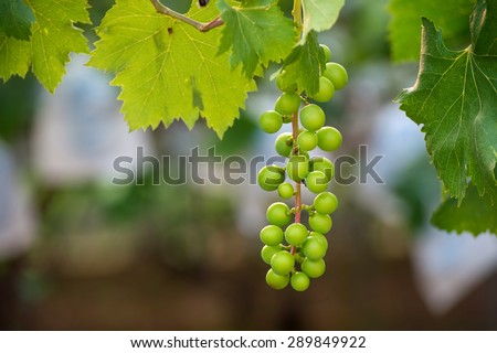 young green grapes.