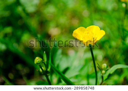 Yellow flowers in green grass close up