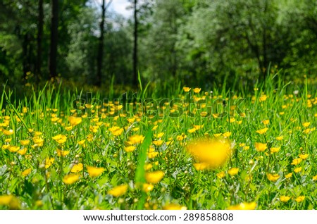 Yellow flowers in green grass close up