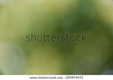 Natural green and yellow  forest bokeh background