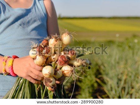 Close up Hands of a Male Kid Holding Fresh Green Onions From the Farm on One Sunny Day.