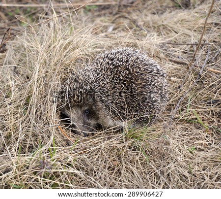hedgehog in the grass closeup