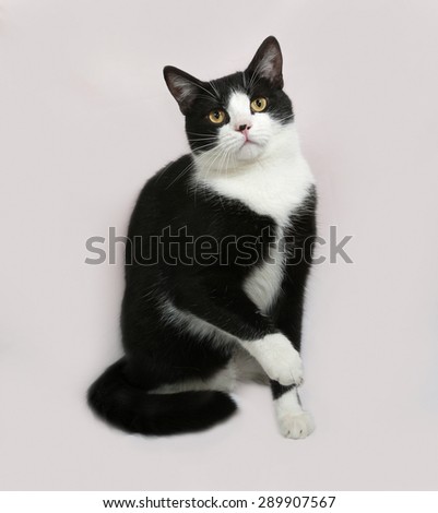 Black and white cat sitting on gray background