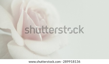pink rose flower in vintage color style on mulberry paper texture for background