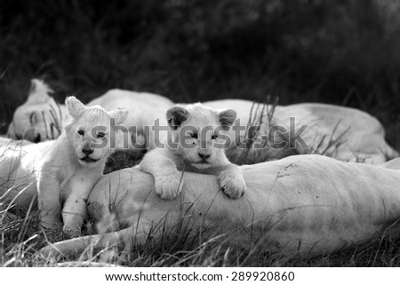A pride of white lion rest with two white new born cubs. South Africa