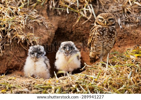 Owl family
 Royalty-Free Stock Photo #289941227