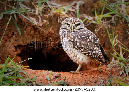 Burrowing owl protecting home
 Royalty-Free Stock Photo #289941230