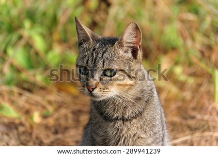 Cat in the nature
 Royalty-Free Stock Photo #289941239