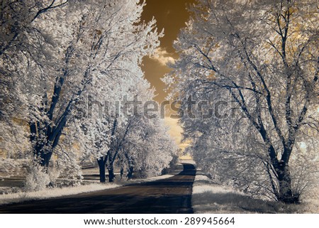 infrared photography, the road between white trees covered a good light