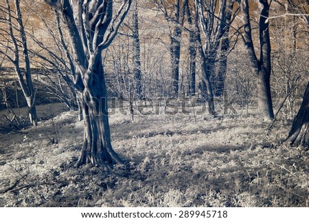 infrared photography. forest and in good light