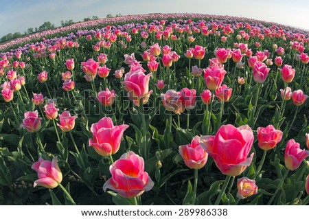 Background colorful flower. The field in the village Mamaivtsi, with Dutch varieties tyulpanov- one of the first in Ukraine has become landmark in the region, growing beautiful flowers