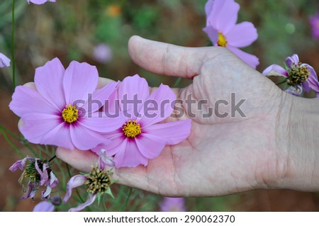 sulfur Cosmos Flower on hand