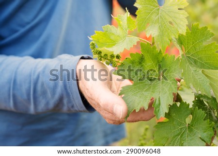 Hands holding grape leaf from the plant.