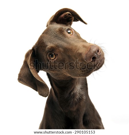 beautiful flying ears mixed breed dog turns his head in white studio Royalty-Free Stock Photo #290105153