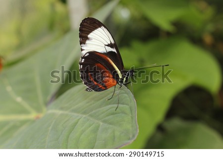 White striped black "Cydno Longwing" butterfly in Innsbruck, Austria. Its scientific name is Heliconius Cydno, native from Mexico to northern South America.