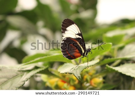 White striped black "Cydno Longwing" butterfly in Innsbruck, Austria. Its scientific name is Heliconius Cydno, native from Mexico to northern South America.