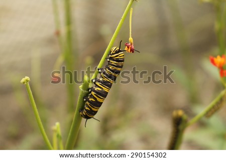 Yellow, black and white striped "Monarch Butterfly" caterpillars in Innsbruck, Austria. Its scientific name is Danaus Plexippus, native from North America to Northern South America.