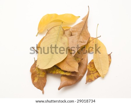  Dried leaves