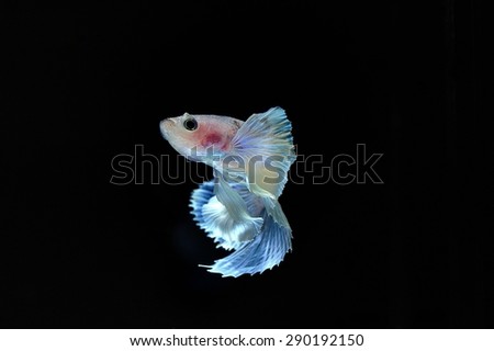 Capture the moving moment of elephant ear fighting fish    on black background