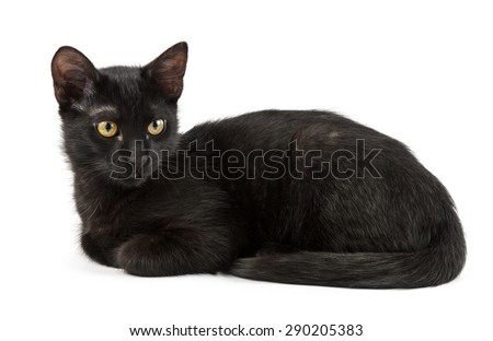 lying black cat, shot over white