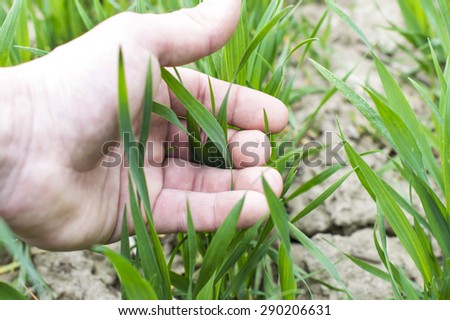 Touching hand to the green shoots of wheat on farm field