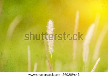 Natural grass flower. Grunge paper filter