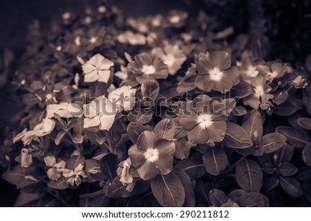 Soft Focus Vintage periwinkle flower in garden
