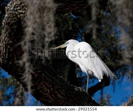 Egret in tree