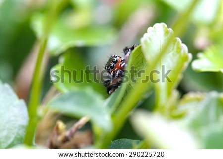 A small spider on green leaf