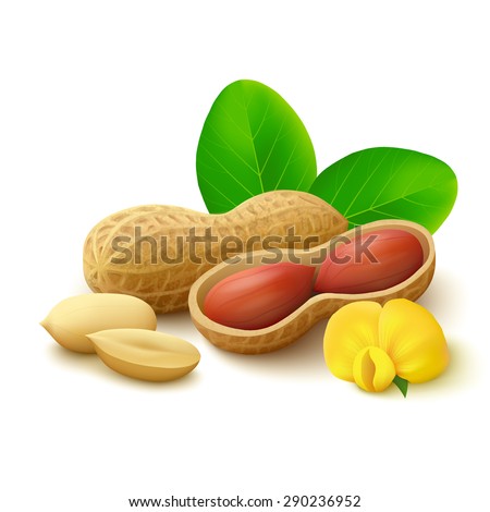 Peanuts in shell with open half, peeled kernels, flower and leaves isolated on white background. Realistic vector illustration. Royalty-Free Stock Photo #290236952
