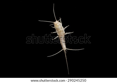 A macro shot of a lepisma (known as silverfish)
