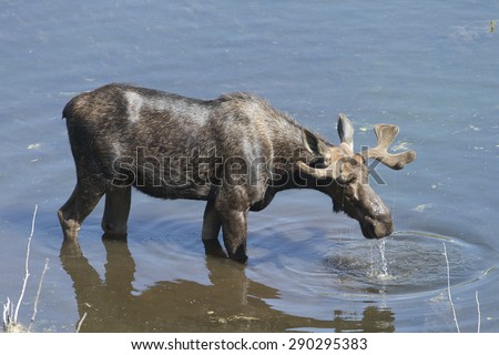 Male Moose with Antlers in Velvet Feeding in pond at Grand Teton national Park