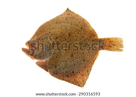 The flounder isolated on a white background