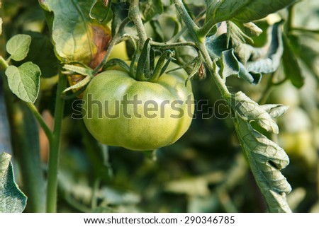 tomatoes in plant