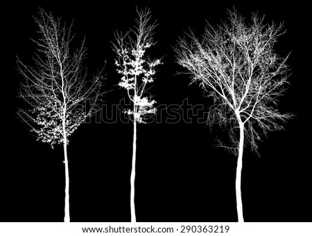 Trees, branches  in silhouette with a dark/black background