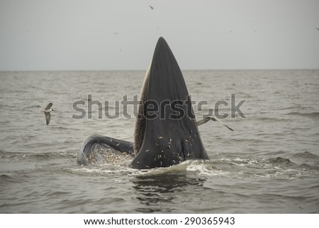 Bryde's whale in Thailand