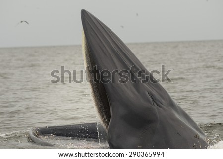 Bryde's whale in Thailand