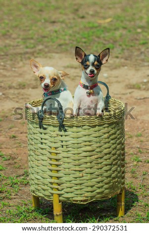 Chihuahua - naughty puppy - Focus on the puppy,dog.