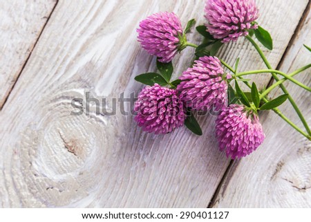 clover flowers on white background