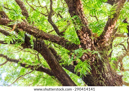 The Rain Tree  thailand stock photo