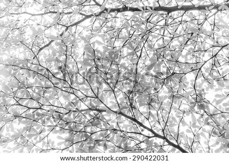 abstacts of  Ivory coast almond tree branch and leaf isolated on white background