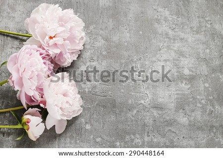 Pink peonies isolated on grey background, copy space