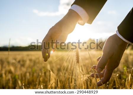 Businessman holding his hands around an ear of wheat in an agricultural field backlit by the warm glow of the rising sun between his hands, suitable for business,  life and prosperity concepts. Royalty-Free Stock Photo #290448929