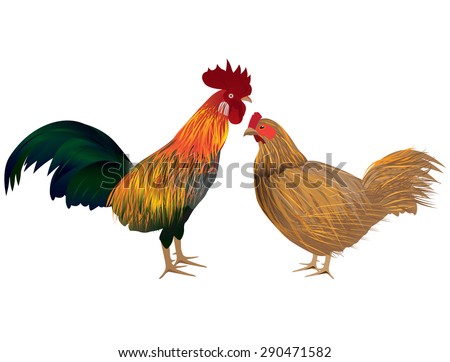 rooster with hen vector design