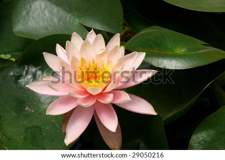 a blooming lotus Royalty-Free Stock Photo #29050216
