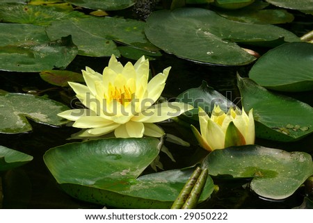 a blooming lotus Royalty-Free Stock Photo #29050222