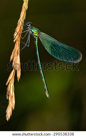 the dragonfly sits on a grass on a meadow