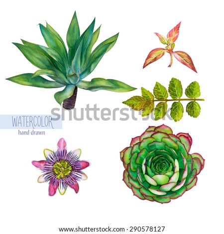 Vector set of hand-drawn watercolor tropical plants isolated on a white background. Palm tree, leaves, passionflower, succulent
